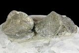 Two Pyrite Replaced Brachiopod (Paraspirifer) Fossils on Shale - Ohio #136659-1